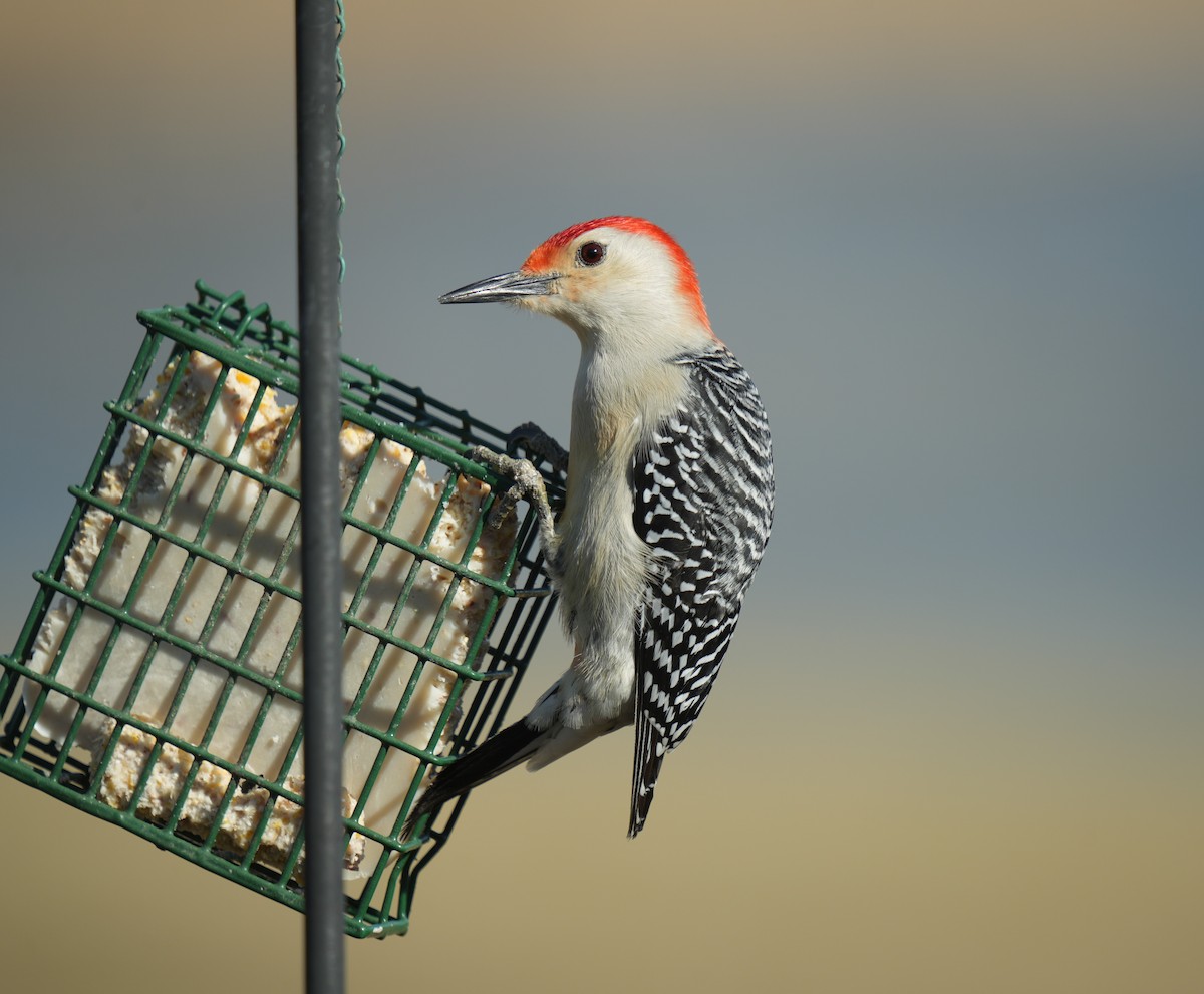 Red-bellied Woodpecker - ML545592141