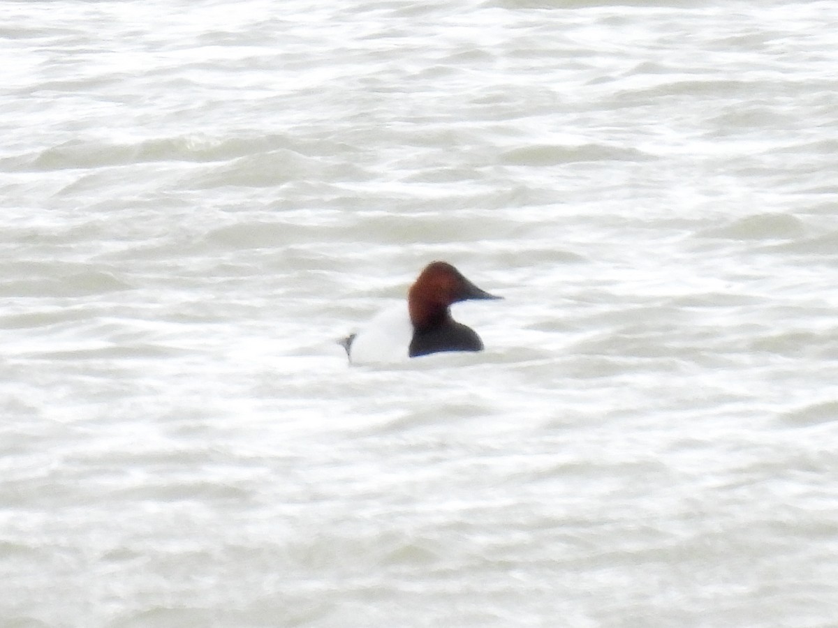 Canvasback - Cathy Wennerth