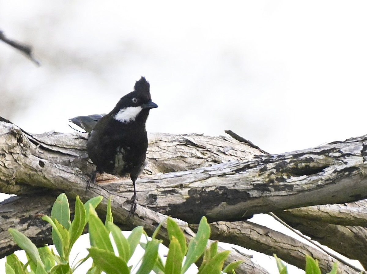 Eastern Whipbird - ML545592791