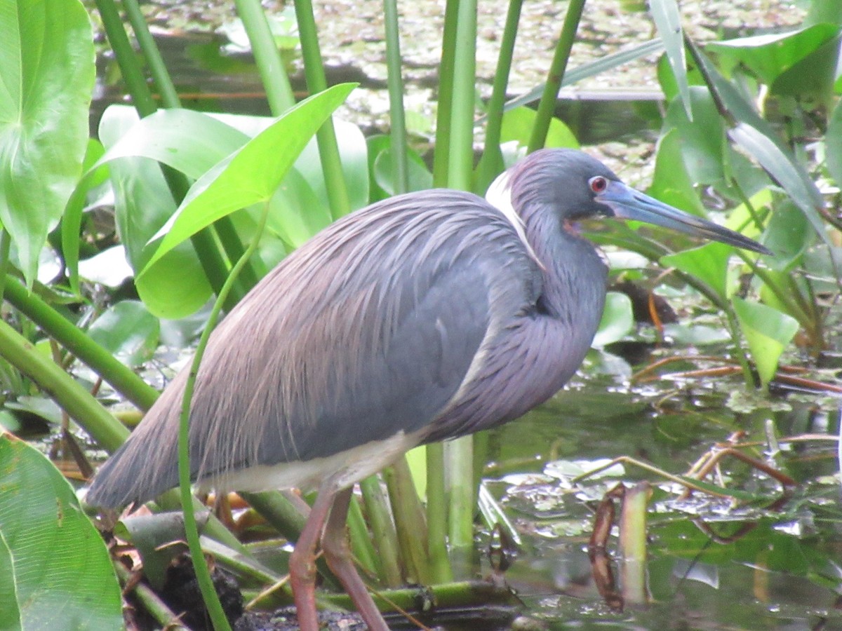 Tricolored Heron - ML545594931