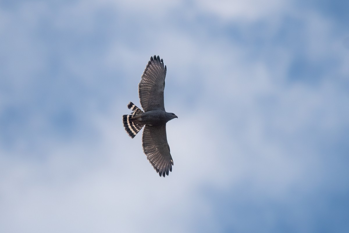 Gray Hawk - Steve Rappaport