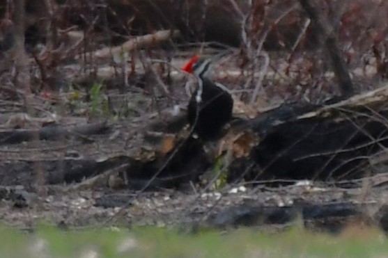 Pileated Woodpecker - ML545598441