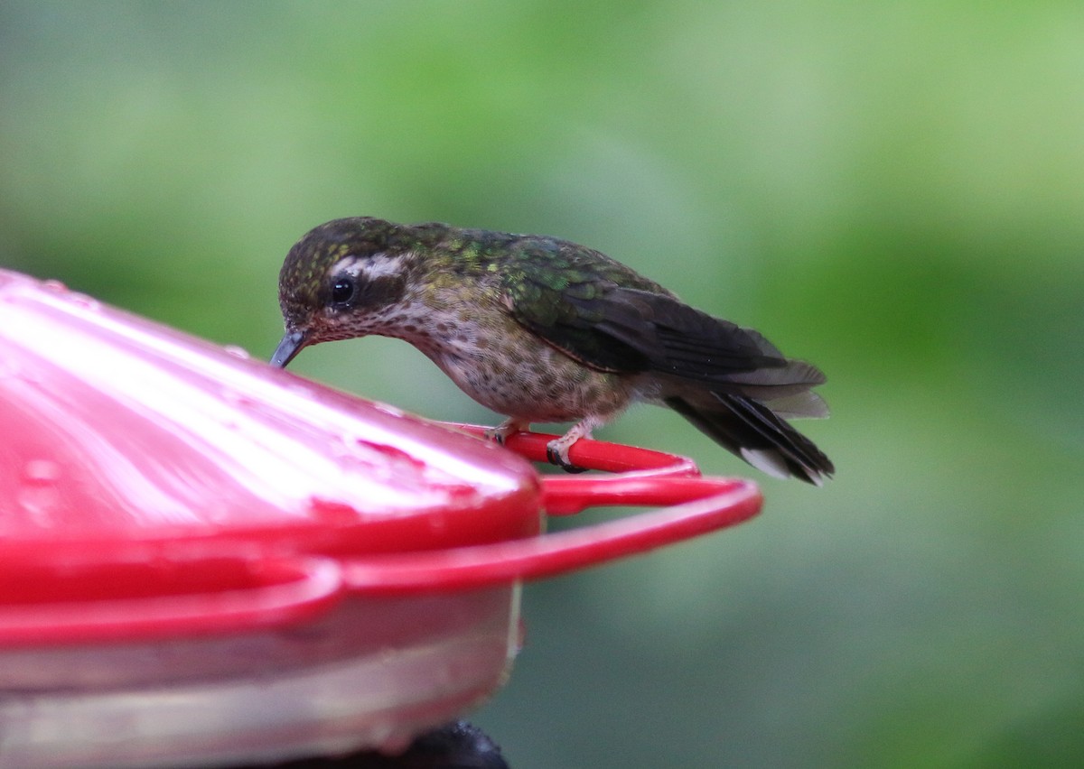 Speckled Hummingbird - Sylvie Robert