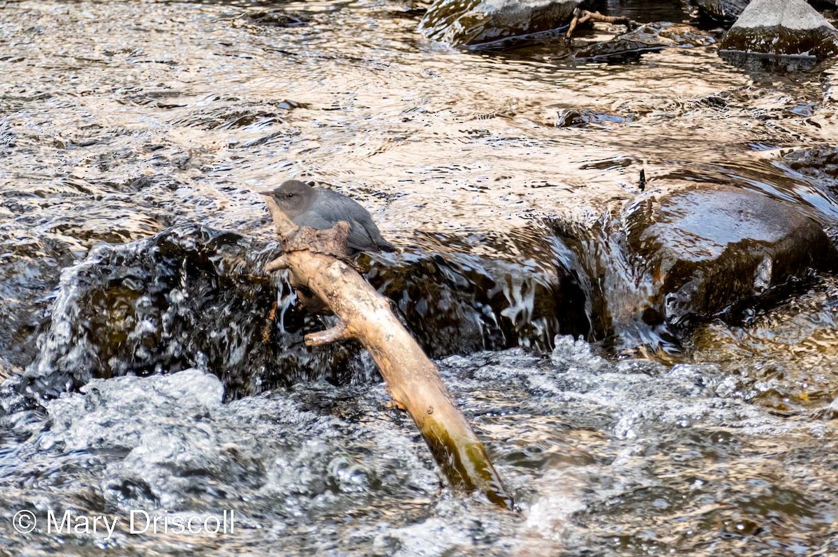 American Dipper - ML545598731