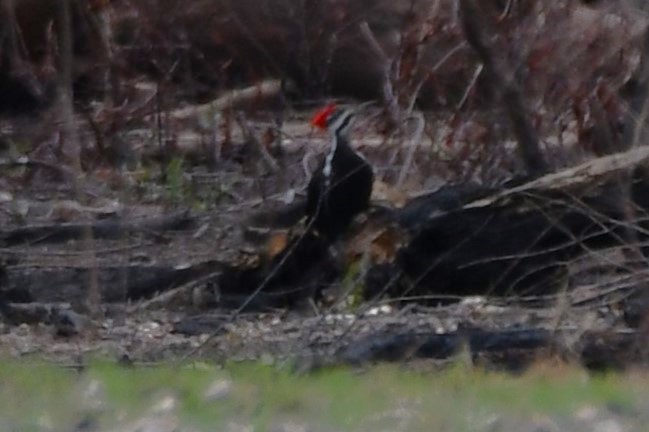Pileated Woodpecker - ML545599161