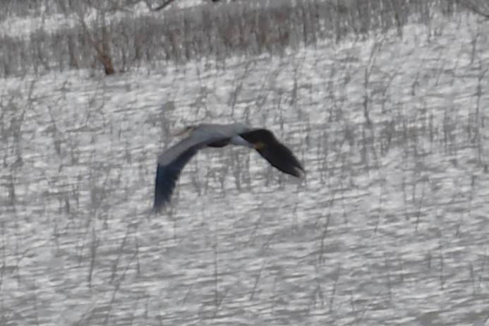 Great Blue Heron - ML545599571