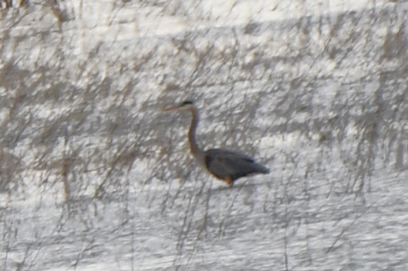 Great Blue Heron - ML545599581