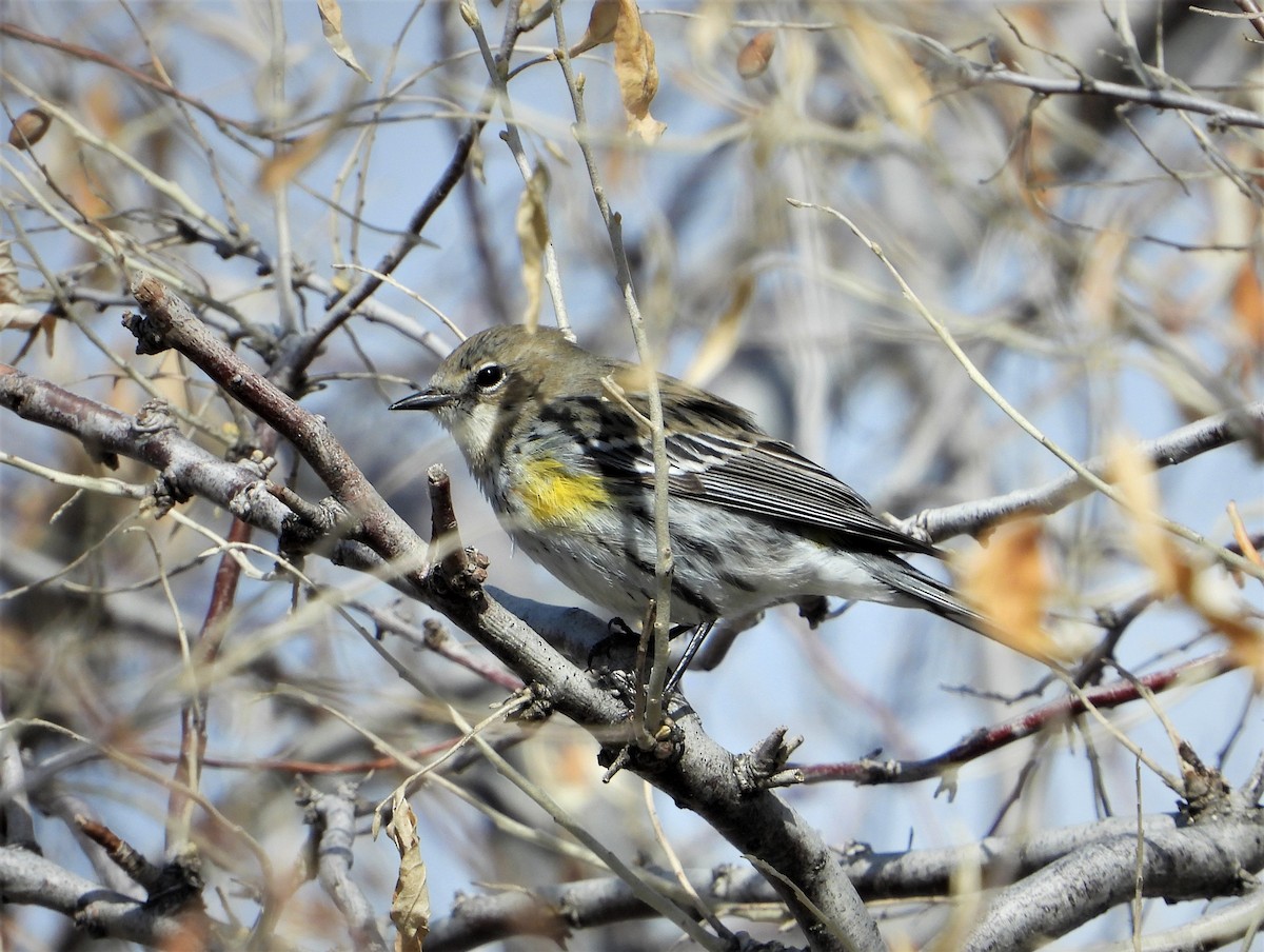 Yellow-rumped Warbler - ML545599671