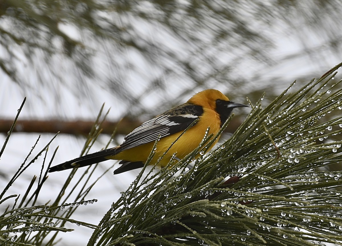 Hooded Oriole - ML545599851