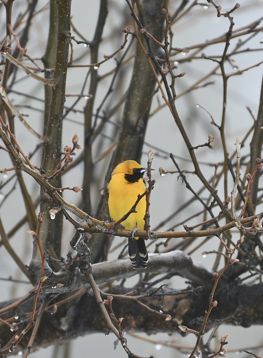 Hooded Oriole - Ryan Bauer