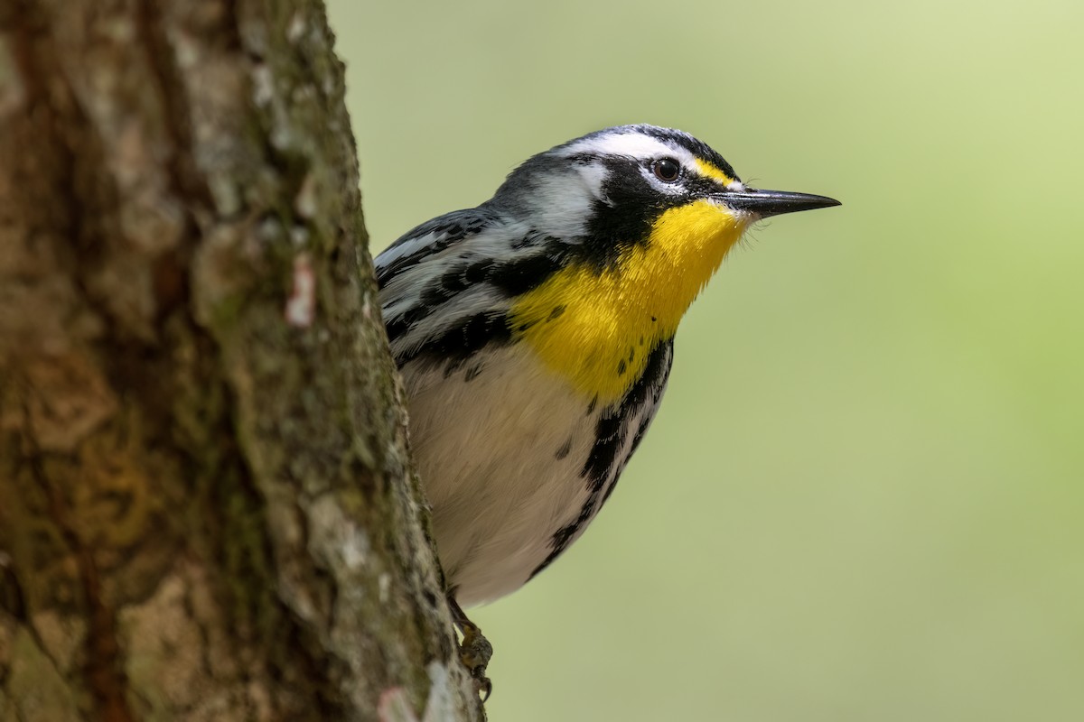 Yellow-throated Warbler - Jeff Hapeman