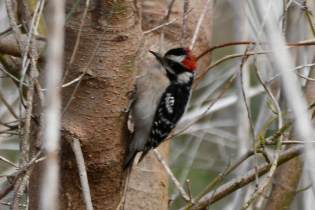 Downy Woodpecker - Carmen Ricer