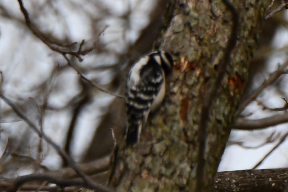 Downy Woodpecker - ML545600561