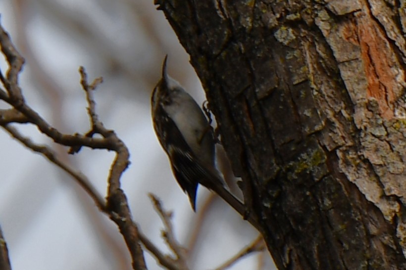 Brown Creeper - ML545600661