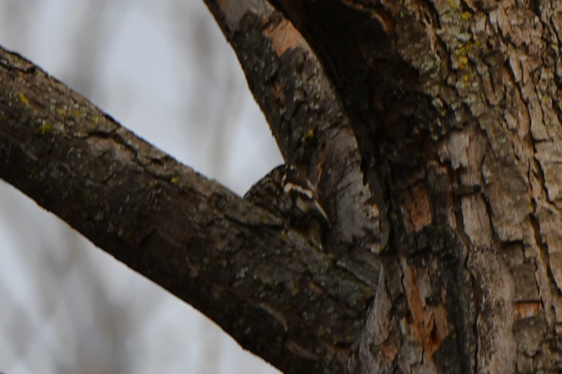 Brown Creeper - ML545600681