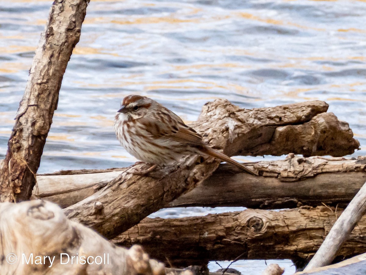 Song Sparrow - ML545600801