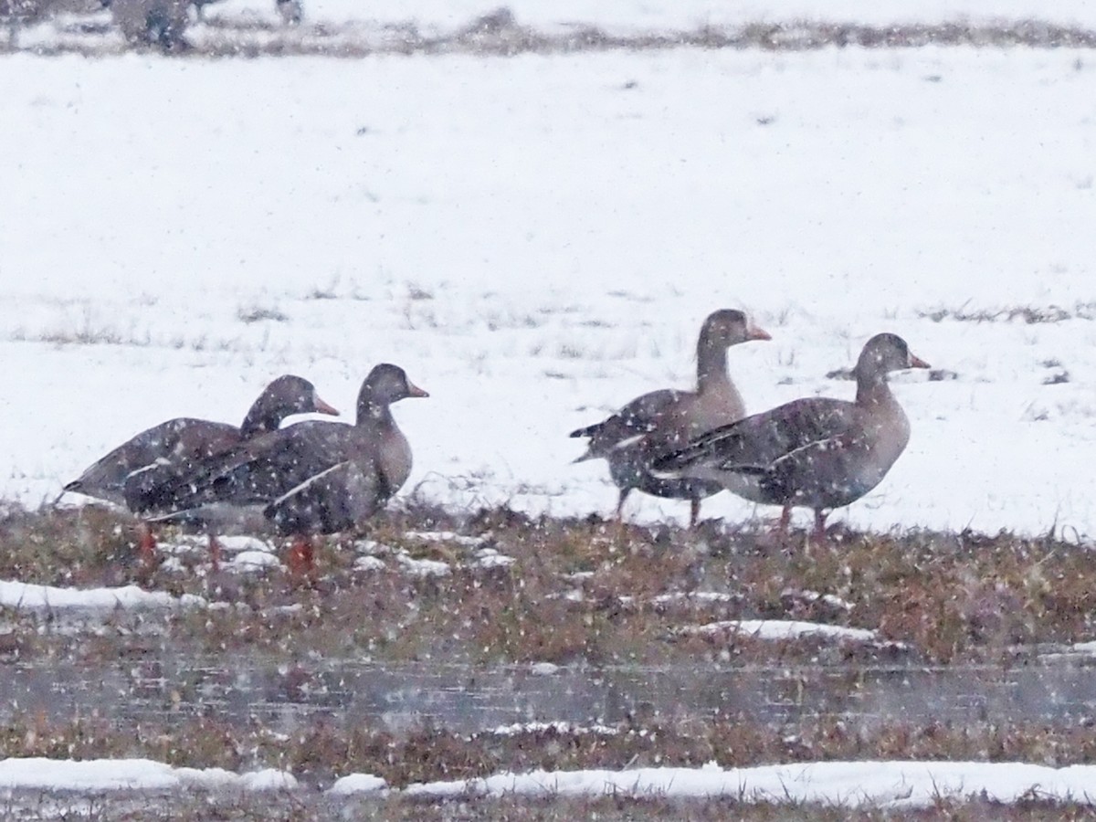 Greater White-fronted Goose - ML545600871