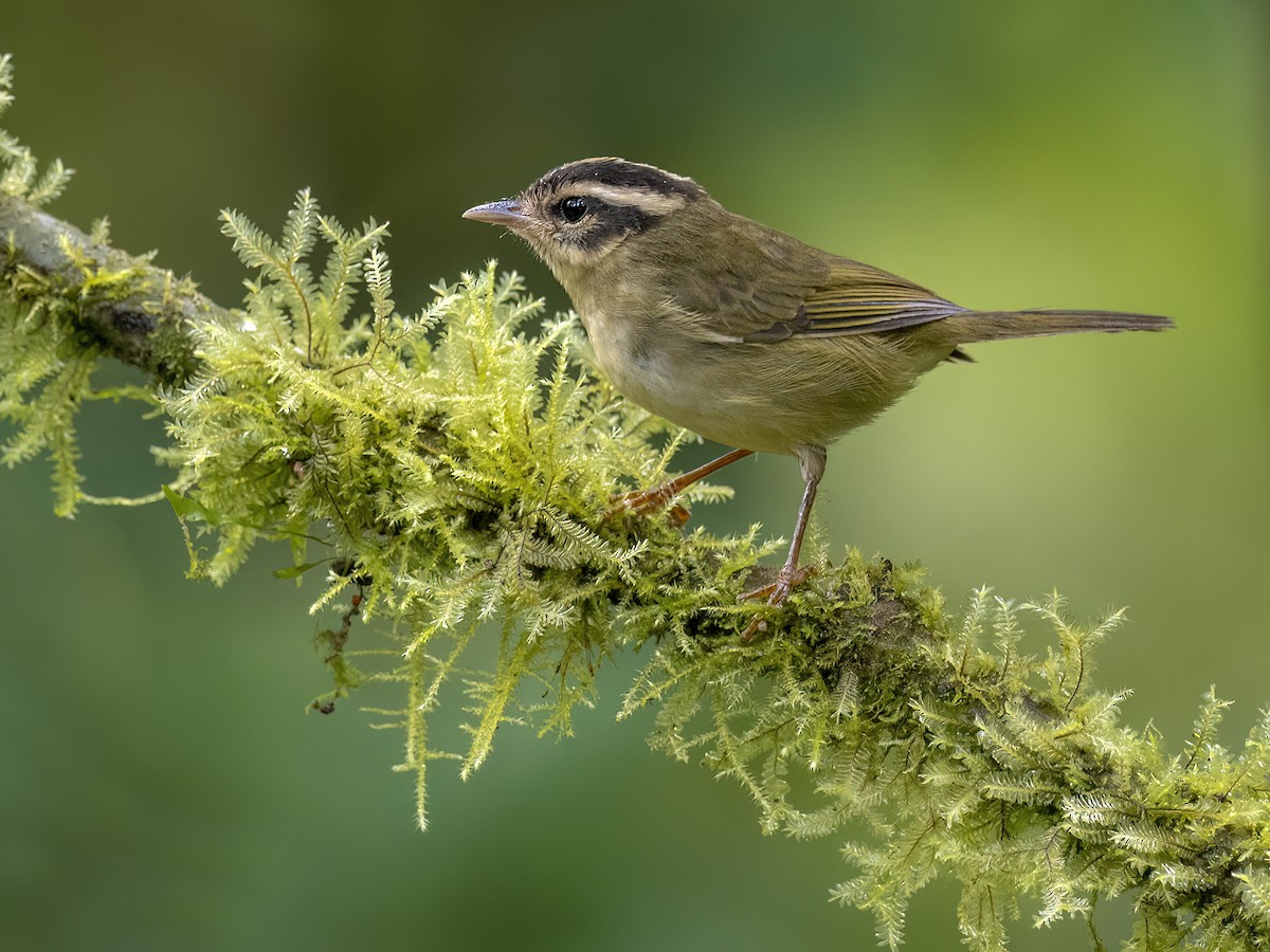Three-striped Warbler - Andres Vasquez Noboa