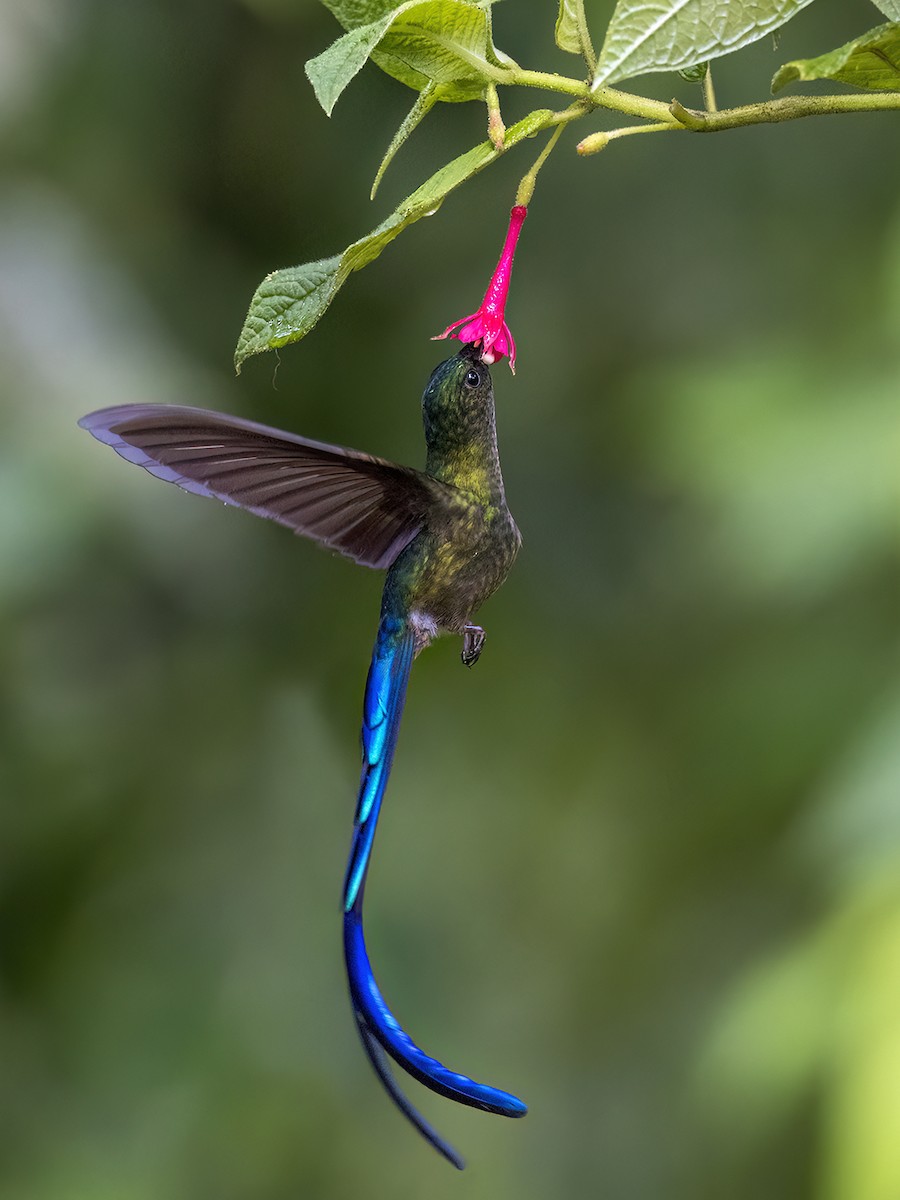 Violet-tailed Sylph - ML545601511