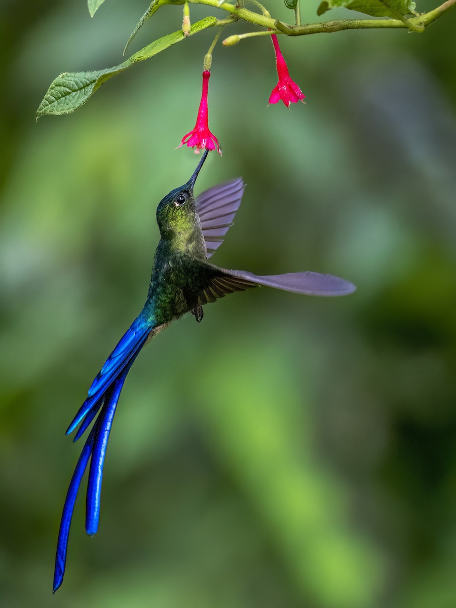 Violet-tailed Sylph - ML545601521