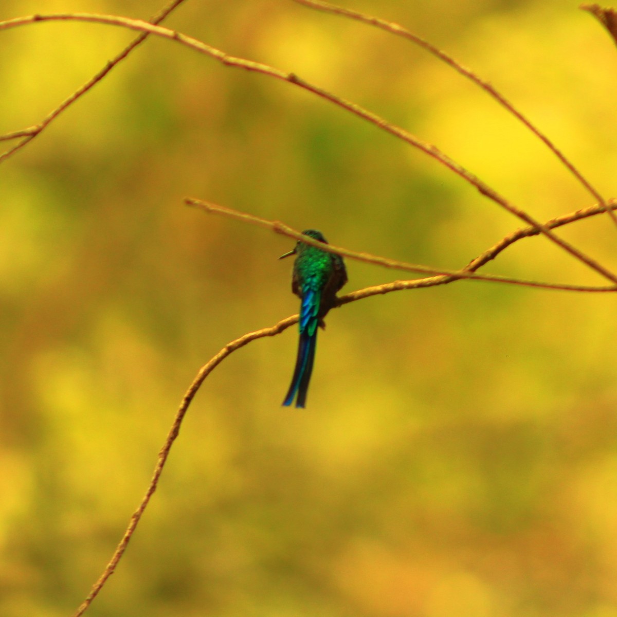 Long-tailed Sylph - ML545601991