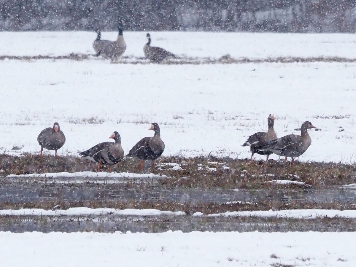 Greater White-fronted Goose - ML545602201