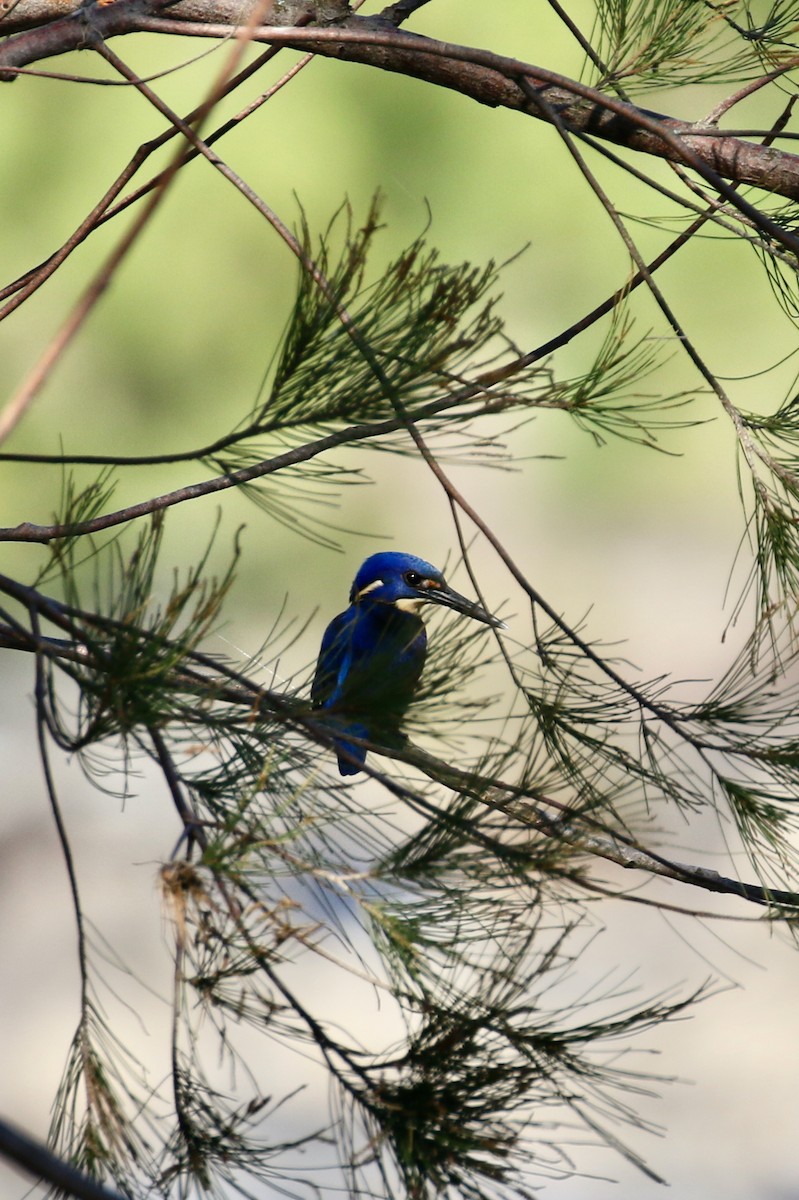 Azure Kingfisher - ML545602401