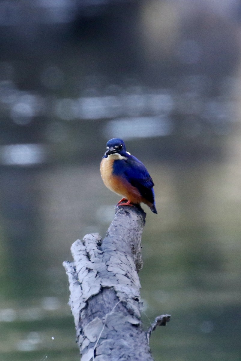 Azure Kingfisher - ML545602411