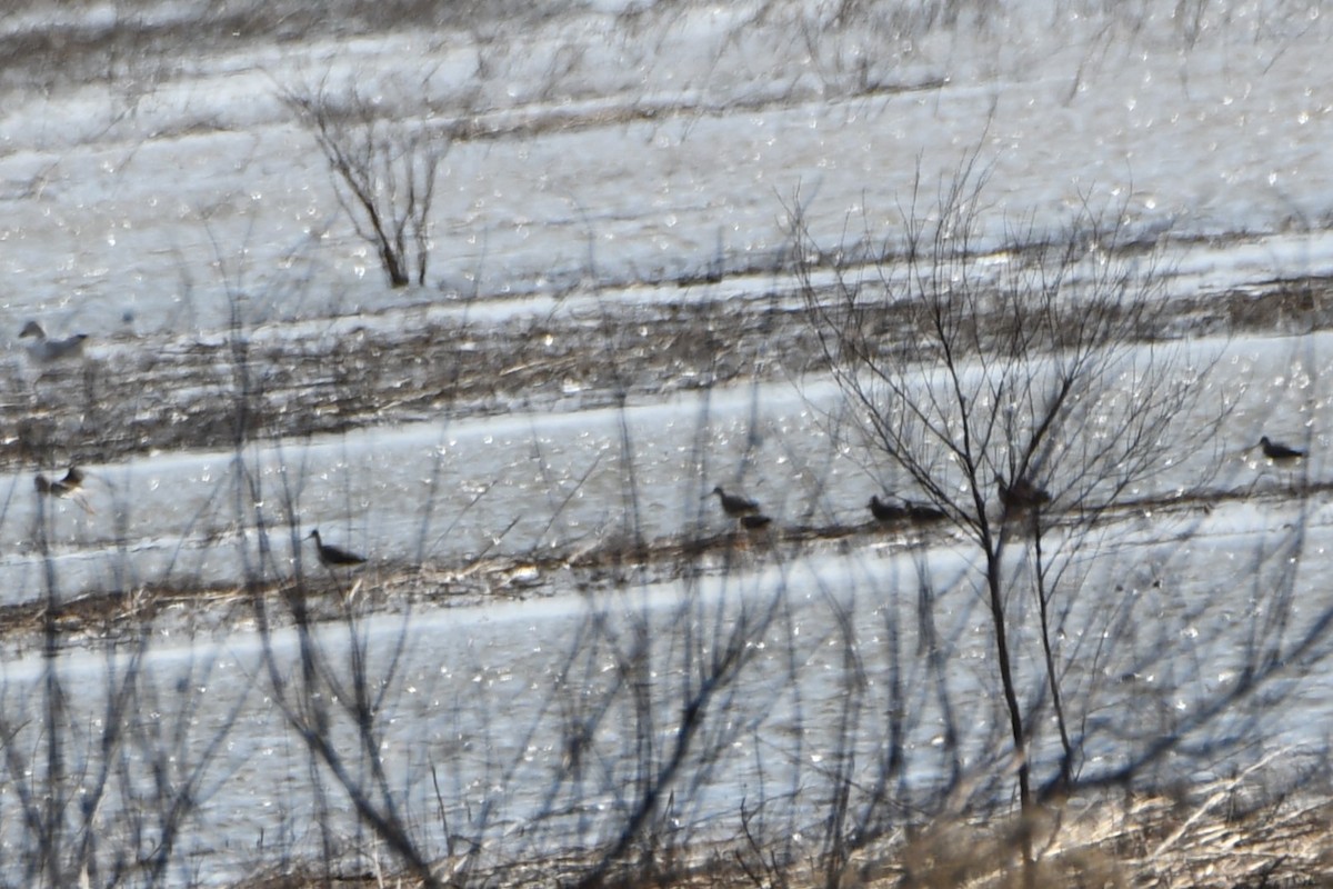 Greater Yellowlegs - ML545603461