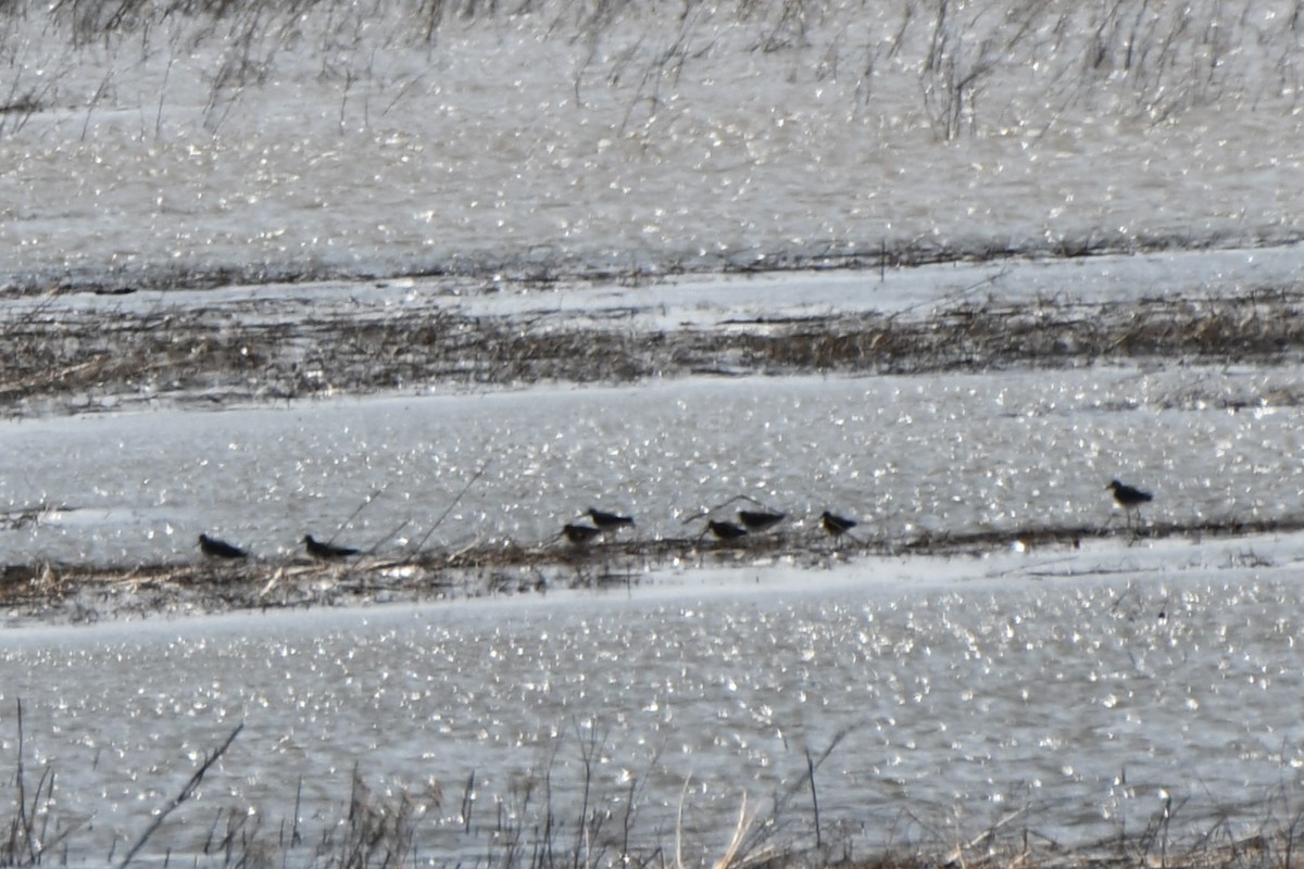 Greater Yellowlegs - ML545603471