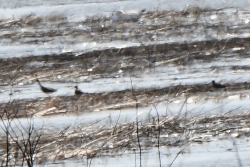 Greater Yellowlegs - ML545603481