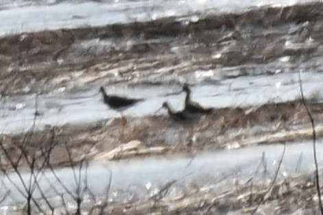 Greater Yellowlegs - ML545603491