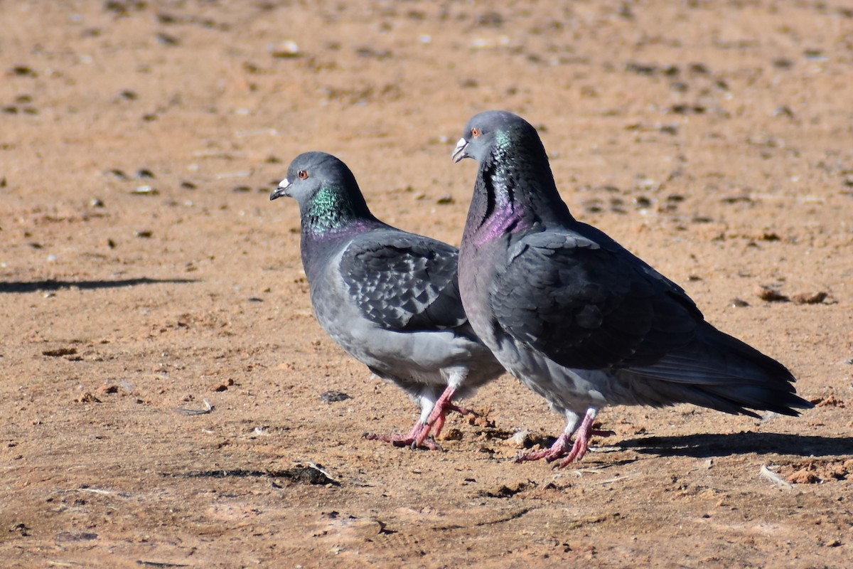 Rock Pigeon (Feral Pigeon) - Jason Leduc