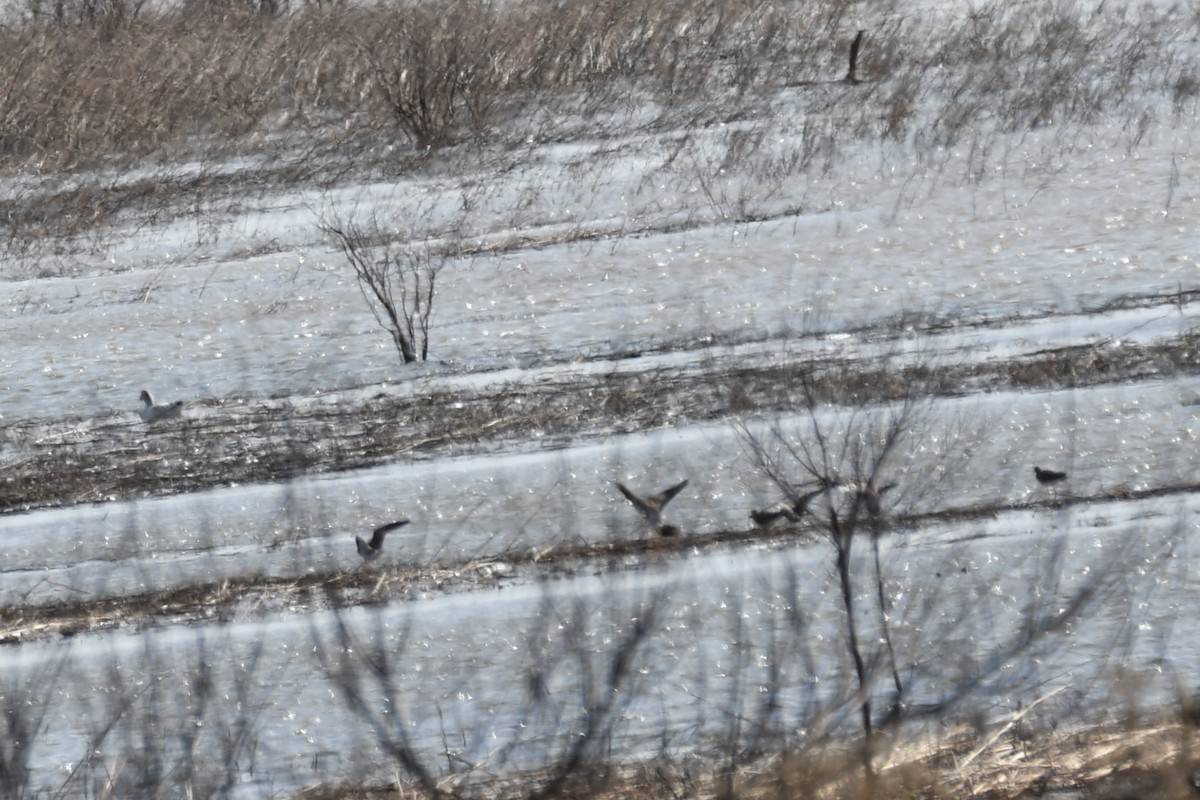 Greater Yellowlegs - ML545604361