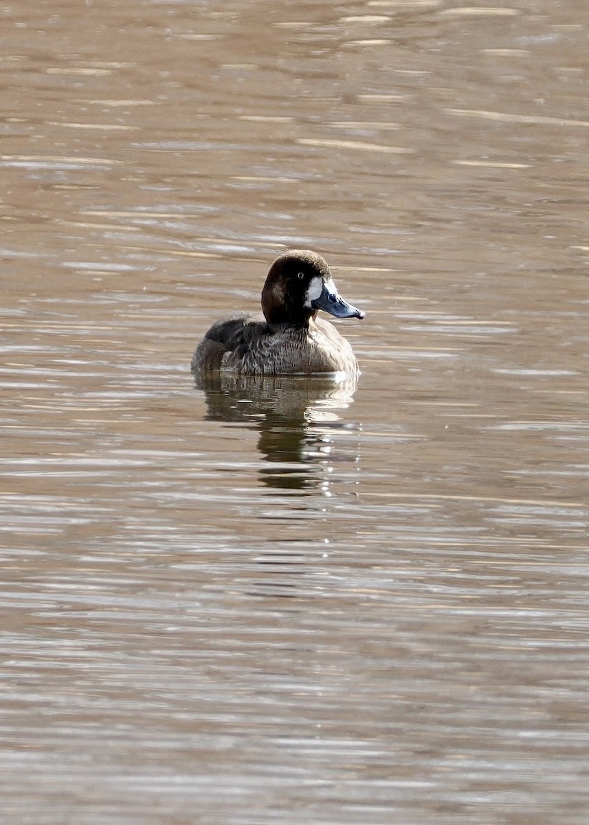 Greater Scaup - ML545604991