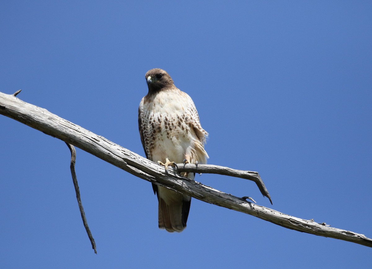 Red-tailed Hawk - ML545605121