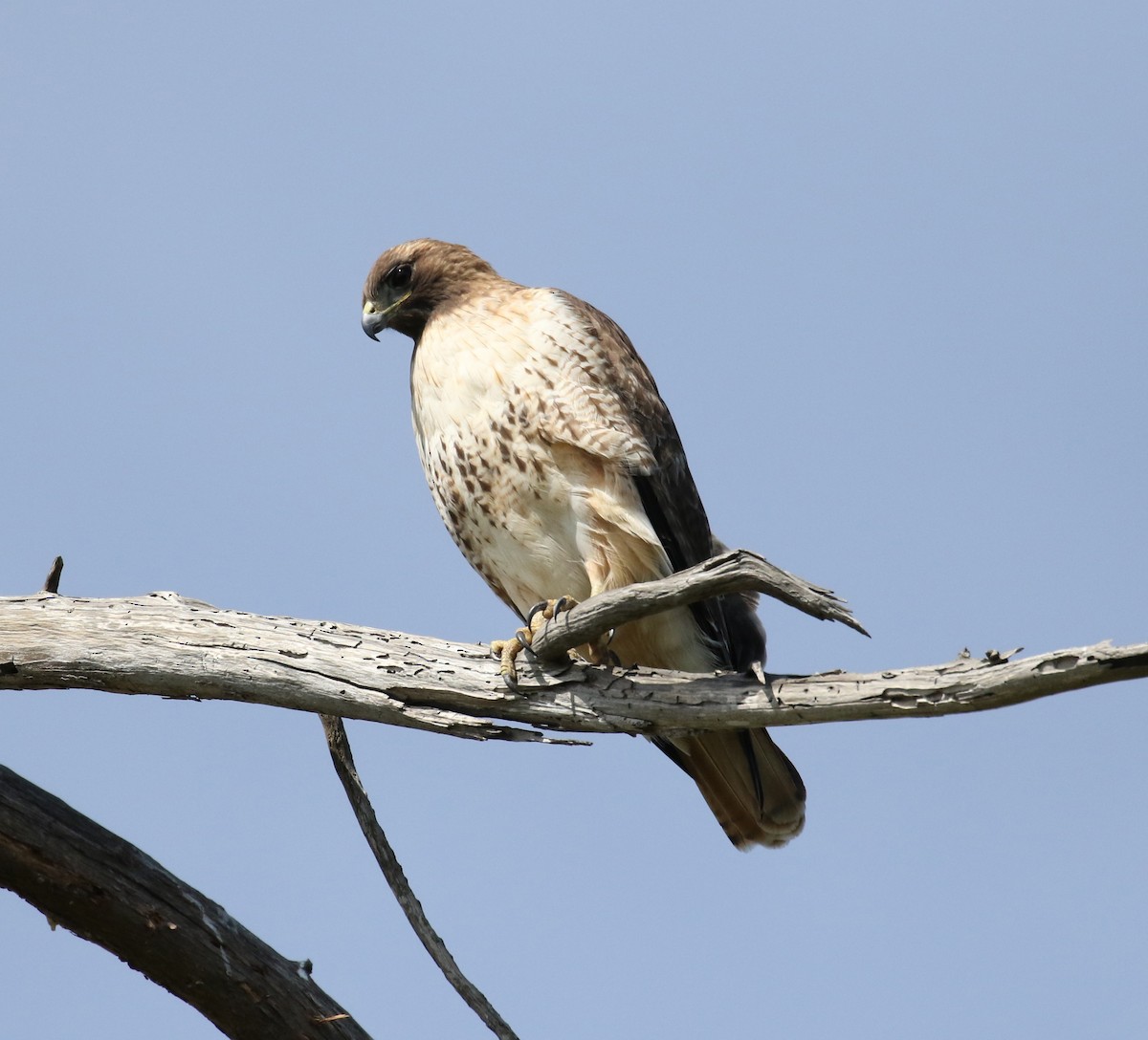 Red-tailed Hawk - ML545605131