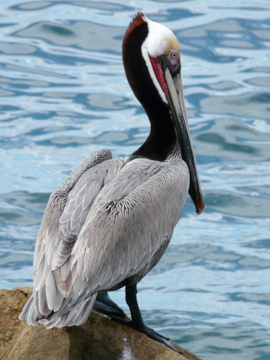 pelikán hnědý - ML545605181