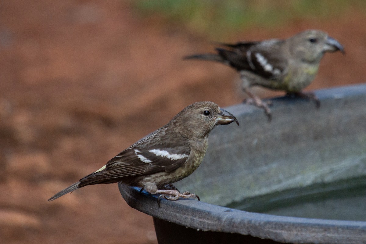 Hispaniolan Crossbill - Craig Tumer