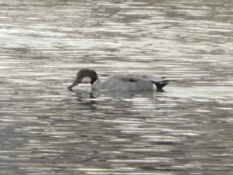 Gadwall x Northern Pintail (hybrid) - ML545605671