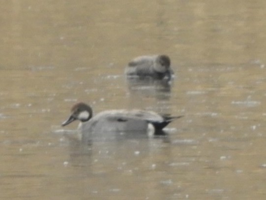 Gadwall x Northern Pintail (hybrid) - ML545605681