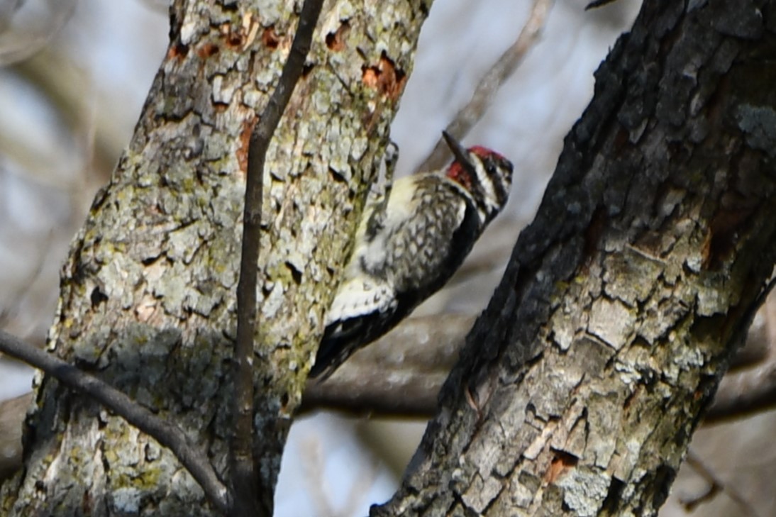 Yellow-bellied Sapsucker - ML545605921