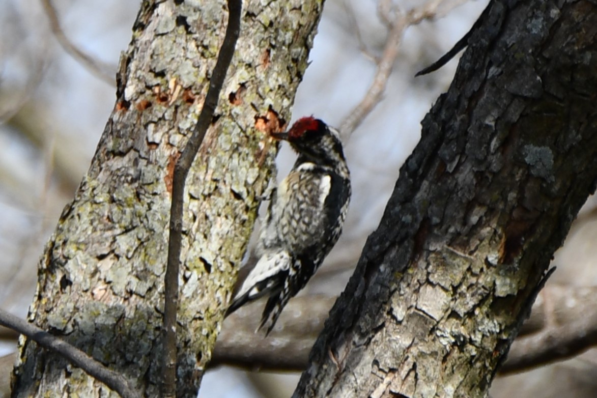 Yellow-bellied Sapsucker - ML545605931