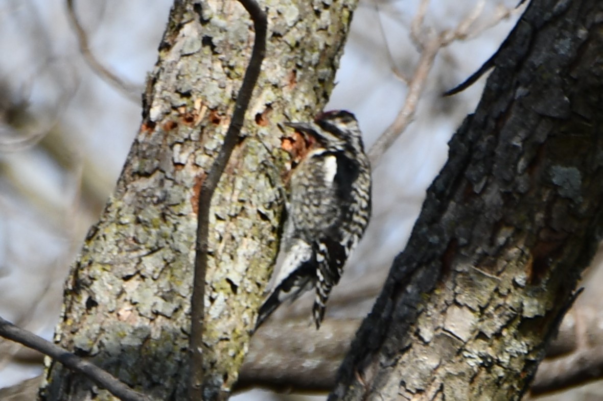 Yellow-bellied Sapsucker - ML545605941