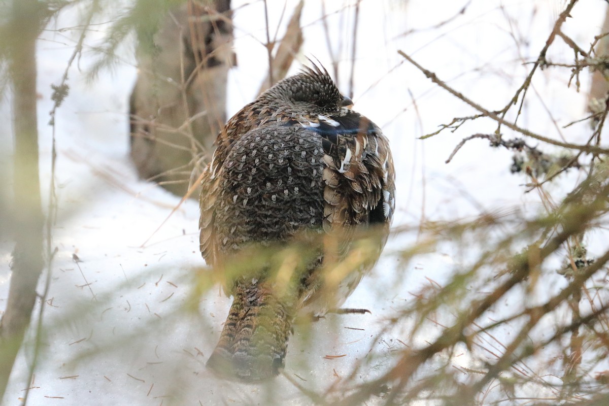 Ruffed Grouse - ML545606331