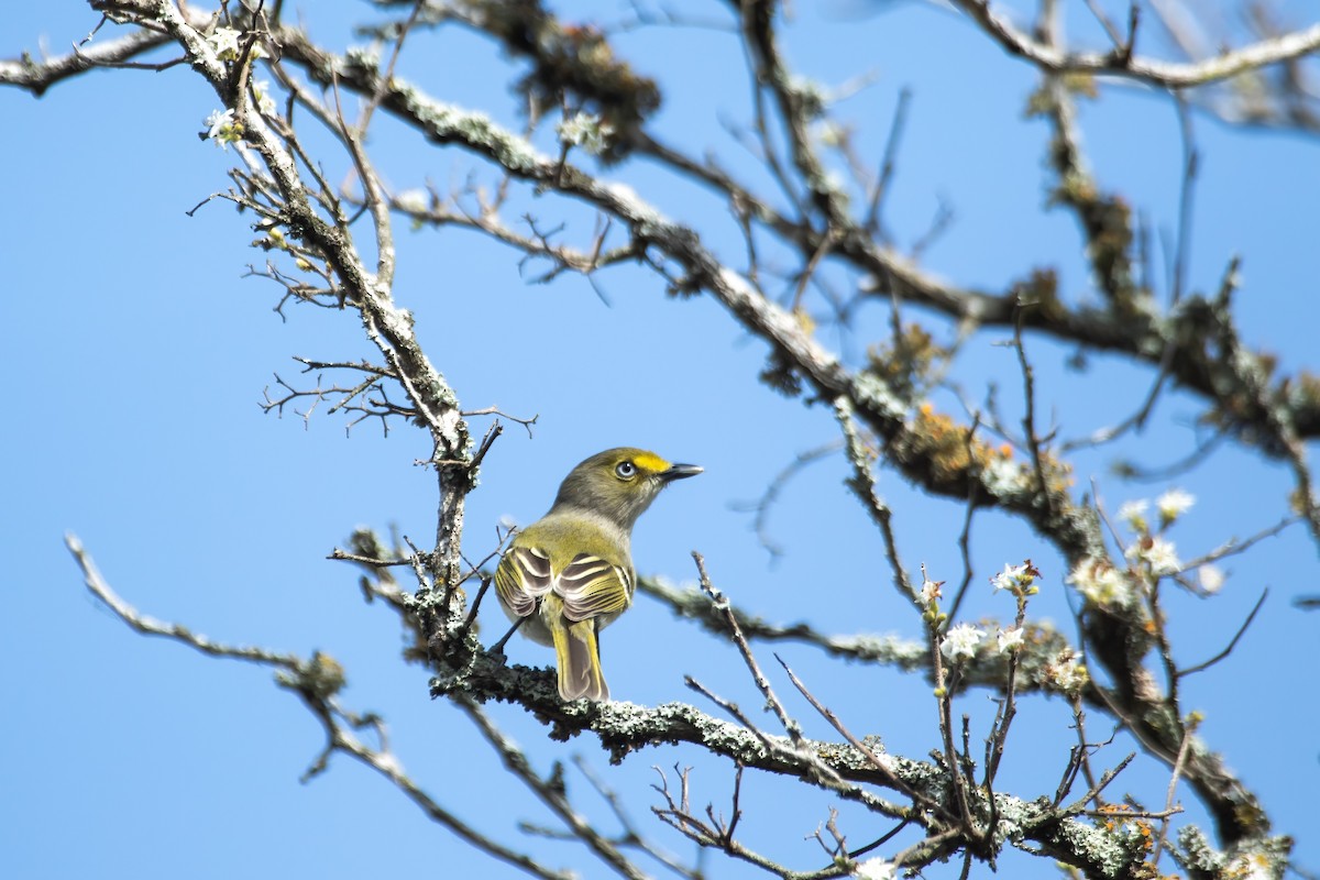 White-eyed Vireo - ML545606431