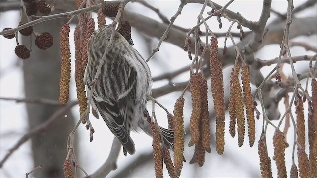 Redpoll (Hoary) - ML545606901