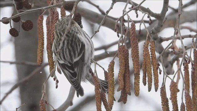 Hoary Redpoll - ML545606901