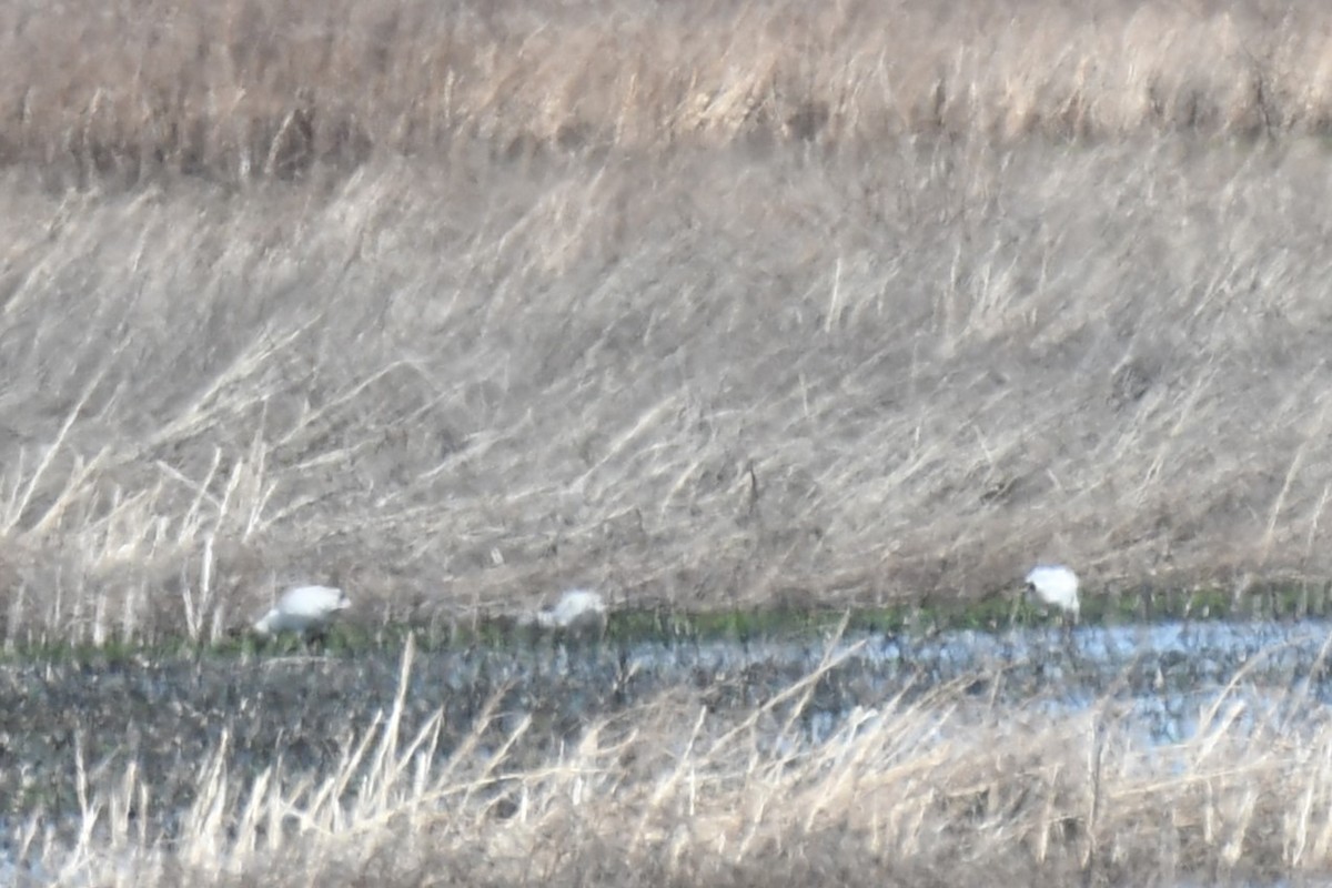 Snow Goose - Carmen Ricer