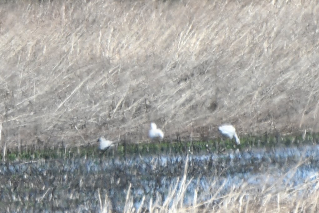 Snow Goose - ML545607001